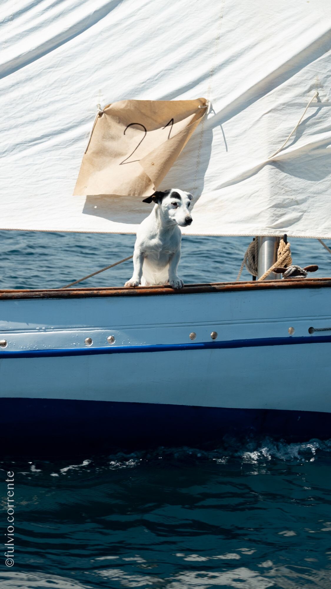 Petit chien blanc et noir sur le pont d’une barque, voile portant le numéro 21.
