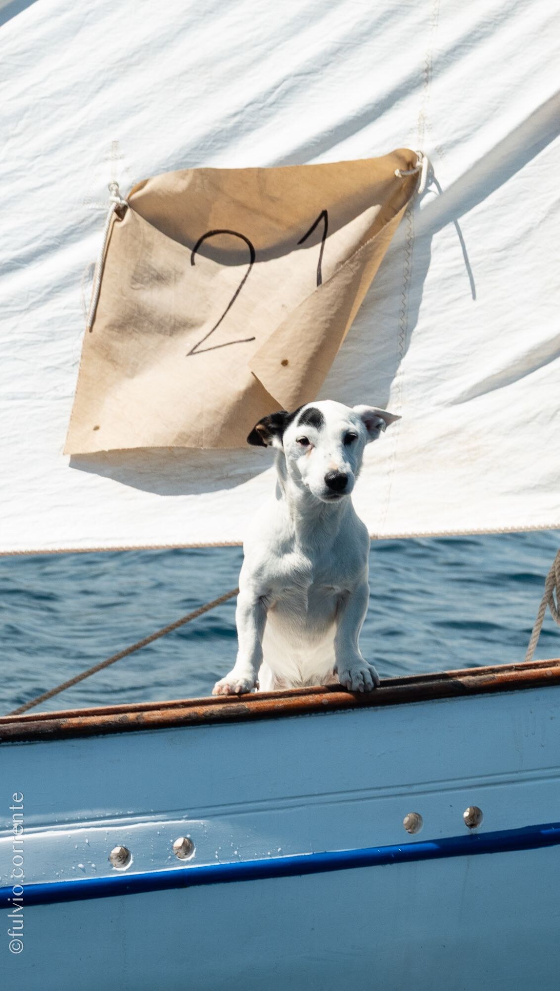 Même chien dressé devant une voile portant le numéro 21.